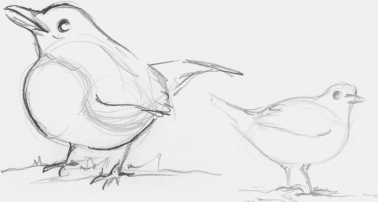 Croquis d'oiseaux