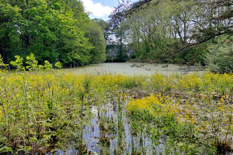 Etang du château de La Rabatelière